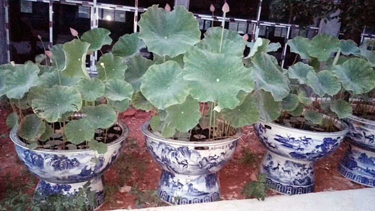 園林陶瓷大缸