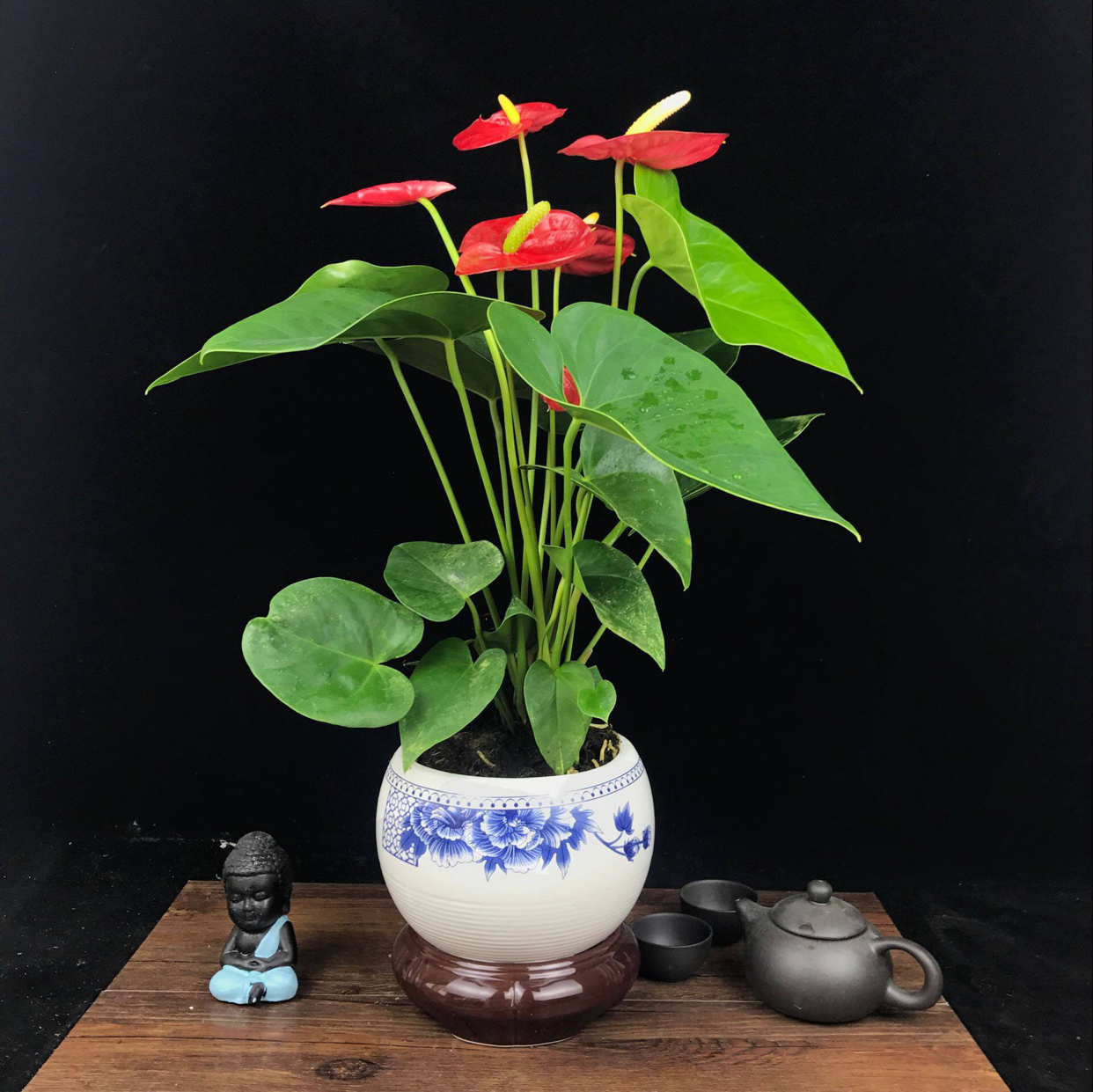 紅掌.jpg